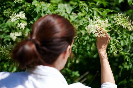 A woman breaking the flowers to prepare a medicinal syrup.の写真素材