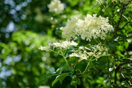 Elderflower or Sambucus nigra in full bloom in springの写真素材