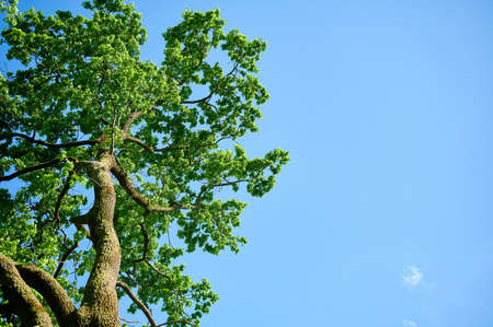 Big oak in the sunlight. Green environment concept.の写真素材