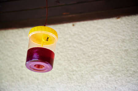 Wasp, hornet and yellowjacket trap hanging outdoorsの写真素材