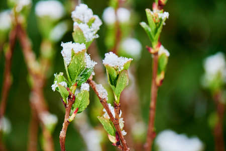 Close-up of Frozen leaf covered with snow
