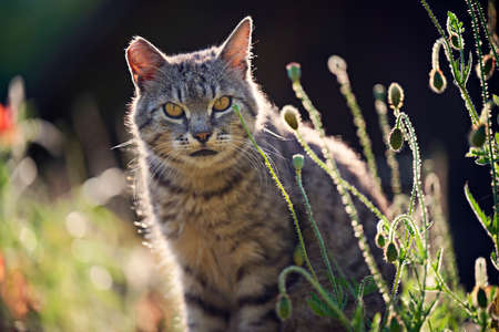 Stripped cat in meadow, back lit by evening summer lightの写真素材