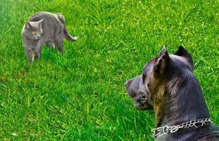 Cat was scared dog, looking at him