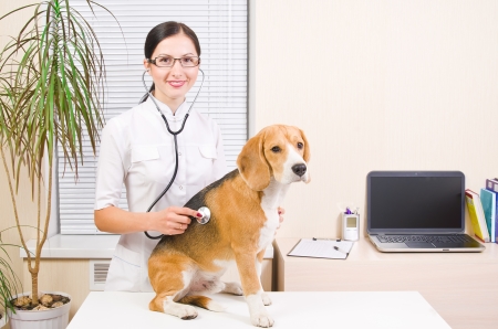 Veterinarian listens to a stethoscope of beagleの写真素材