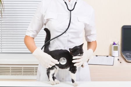 Cute kitten on examination by a veterinarianの写真素材