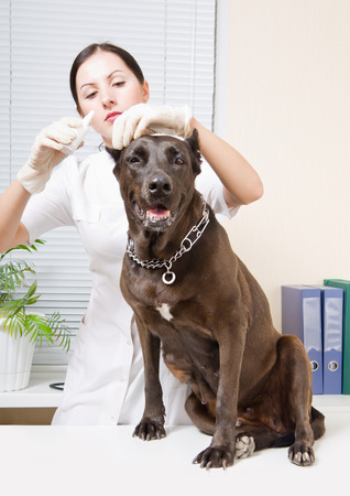 Veterinarian dripping ear drops in the ear dog breed Staffordshire Terrierの写真素材