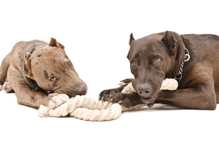Two pitbull lying gnaw rope isolated on white backgroundの写真素材