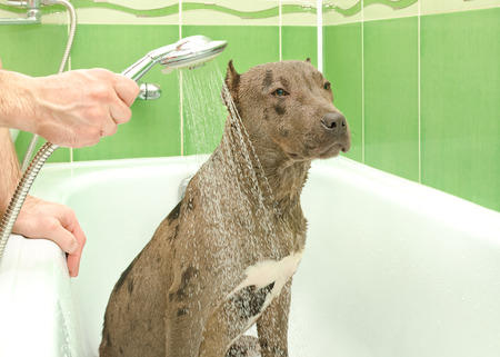 Pitbull puppy is bathed in a showerの写真素材