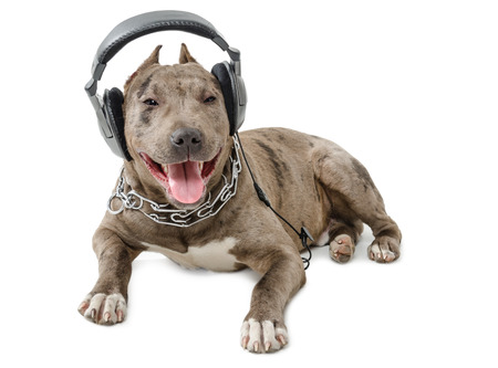 Dog breed pit bull in headphones lying isolated on white backgroundの写真素材