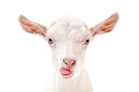 Portrait of a goat showing tongue, close-up, isolated on white background