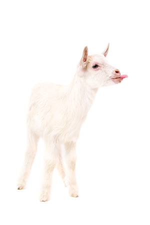 White little goat showing tongue standing isolated on white backgroundの写真素材