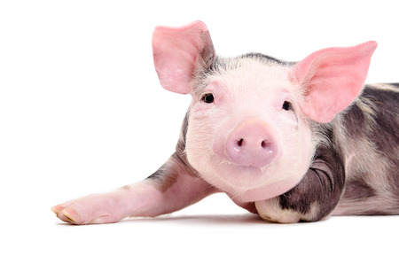 Portrait of the charming little pig closeup isolated on white backgroundの写真素材