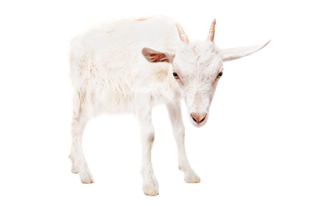 Portrait of a serious goat standing isolated on white backgroundの写真素材