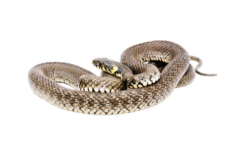Snake isolated on white backgroundの写真素材