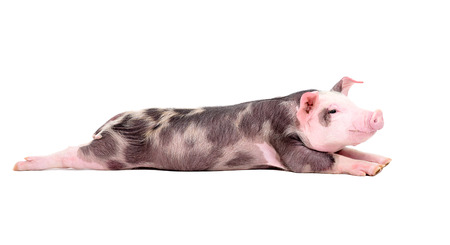 Funny piglet is stretching his hind legs isolated on a white backgroundの写真素材