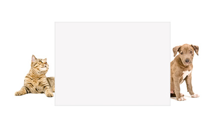 Cat Scottish Straight and puppy pit bull peeking from behind poster, isolated on white backgroundの写真素材