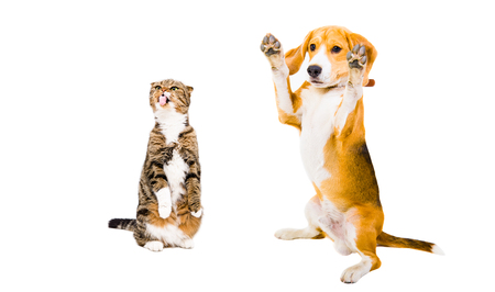 Beagle and cat Scottish Fold together standing on his hind legs isolated on white backgroundの写真素材