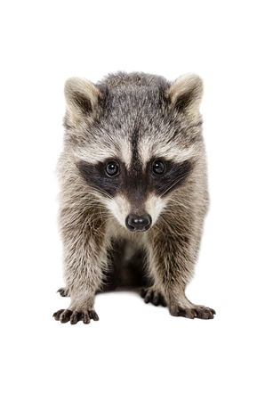 Portrait of a beautiful raccoon sitting isolated on a white backgroundの写真素材