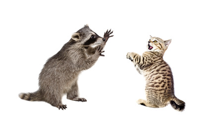 Playful raccoon and frightened kitten Scottish Straight isolated on a white background
