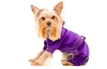 Portrait of Yorkshire terrier dog in a suit sitting isolated on white backgroundの写真素材