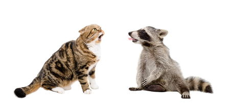 Meowing cat Scottish Fold and raccoon showing tongue together isolated on white background