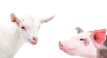 Portrait of a goat and pig, closeup, isolated on white background