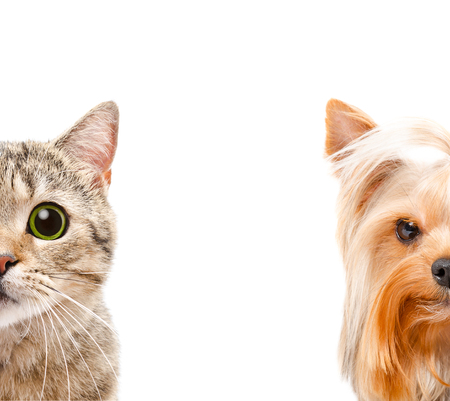 Portrait of a cat Scottish Straight and Yorkshire terrier together isolated on white backgroundの写真素材