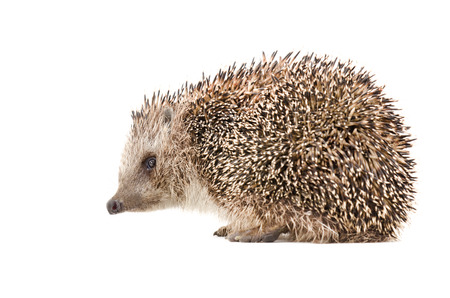 Hedgehog sitting isolated on white background, side viewの写真素材