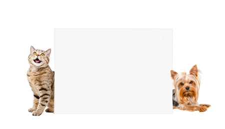Cat Scottish Straight and Yorkshire terrier, peeking from behind banner, isolated on white...