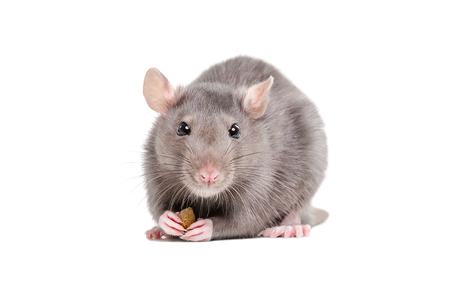 Portrait of a rat holding a piece of food in its paws isolated on white backgroundの写真素材