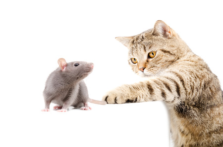 Cat Scottish Straight hunts rat isolated on white backgroundの写真素材