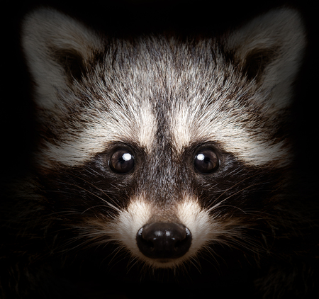 Portrait of a cunning raccoon closeup on a black backgroundの写真素材