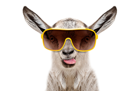 Portrait of a goat in sunglasses showing tongue isolated on white backgroundの写真素材