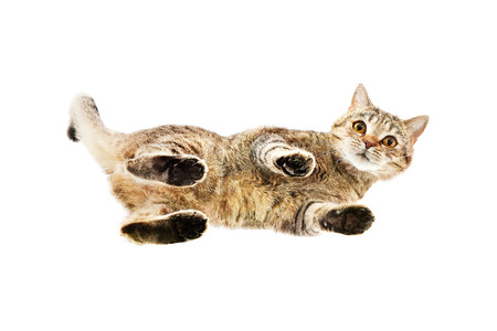 Curious cat Scottish Straight, from below view, isolated on white backgroundの写真素材