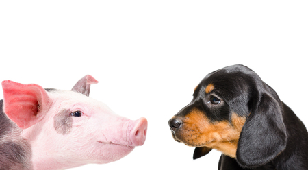 Portrait of a pig and a dog breed Slovakian Houndの写真素材