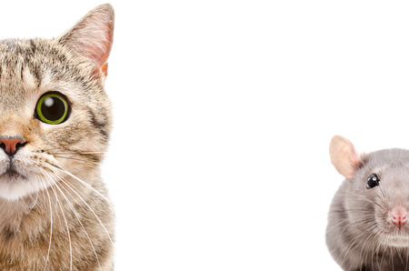 Portrait of a Scottish Straight cat and rat, half face, isolated on a white backgroundの写真素材