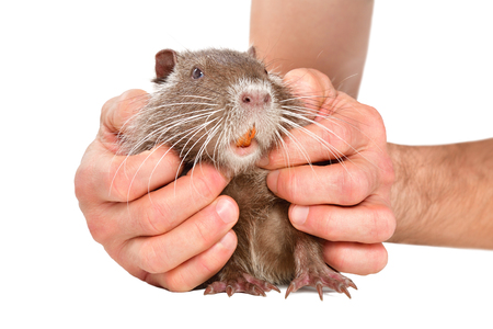 Little cute nutria in male hands, isolated on white backgroundの写真素材
