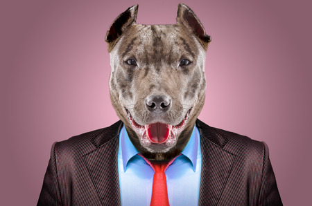 Portrait of a pirate in a business suit on a pink backgroundの写真素材
