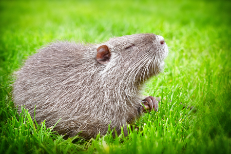 Portrait of a charming sniffing nutria, sitting in the grassの写真素材