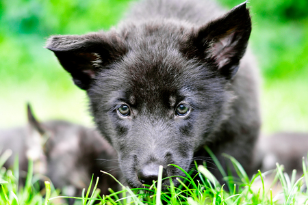 Portrait of a curious puppy in the grassの写真素材