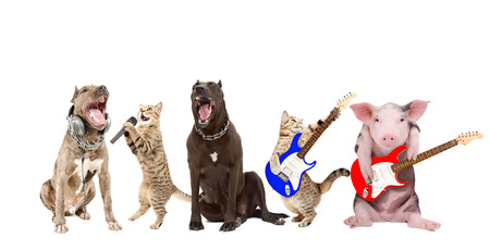 Funny animals musicians, isolated on white backgroundの写真素材