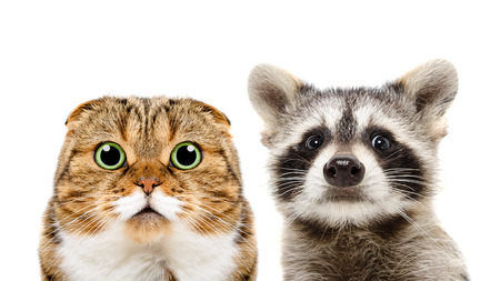 Portrait of Scottish Fold cat and raccoon, closeup, isolated on white backgroundの写真素材