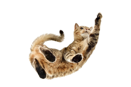 Playful cat Scottish Straight, from below view, isolated on white backgroundの写真素材