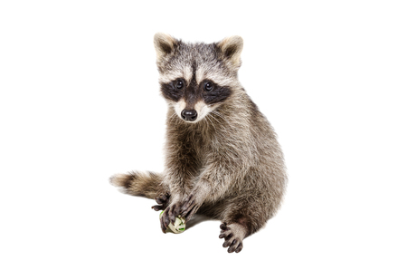 Funny little raccoon, playing rawhide bone, isolated on white backgroundの写真素材