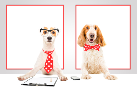 Two business dogs in the officeの写真素材