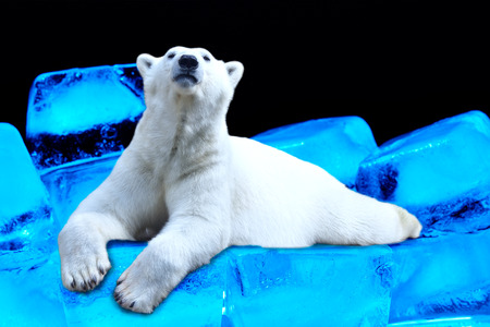 Polar bear lying on ice floeの写真素材