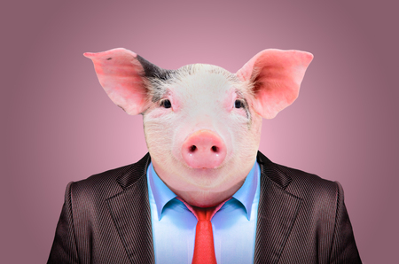 Portrait of a pig in a business suit on a pink backgroundの素材 [FY31094512737]