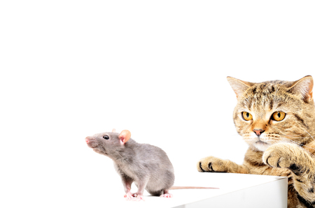 Cat Scottish Straight hunts gray rat, isolated on white backgroundの写真素材