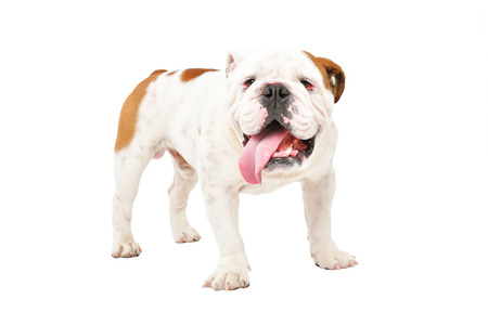 Portrait of a funny english bulldog, standing isolated on white backgroundの写真素材