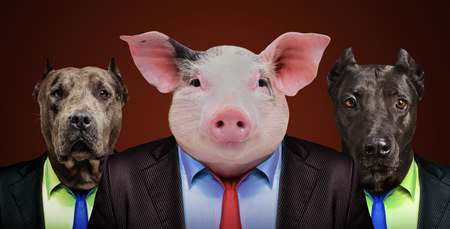 Portrait of a pig and two dogs in business suitsの写真素材